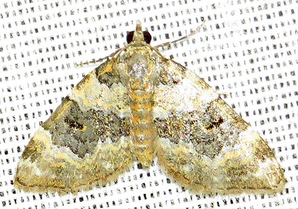 /filer/webapps/moths/media/images/P/perizomoides_Piercia_A_Braun_04.jpg