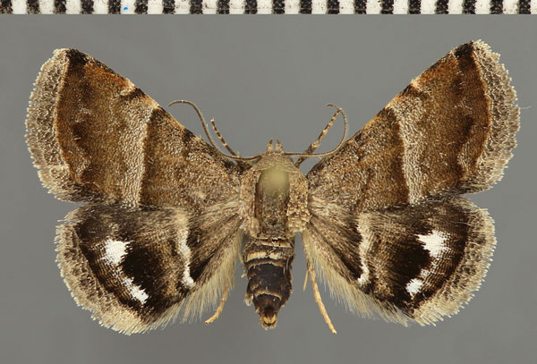 /filer/webapps/moths/media/images/P/perkeo_Eublemma_AM_Fiebig.jpg