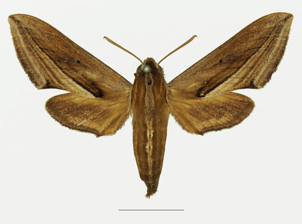 /filer/webapps/moths/media/images/P/perkeo_Theretra_AF_Basquina.jpg