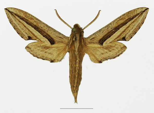 /filer/webapps/moths/media/images/P/perkeo_Theretra_AM_Basquin_02a.jpg