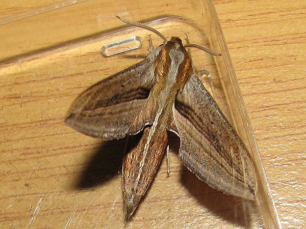 /filer/webapps/moths/media/images/P/perkeo_Theretra_A_Goff.jpg