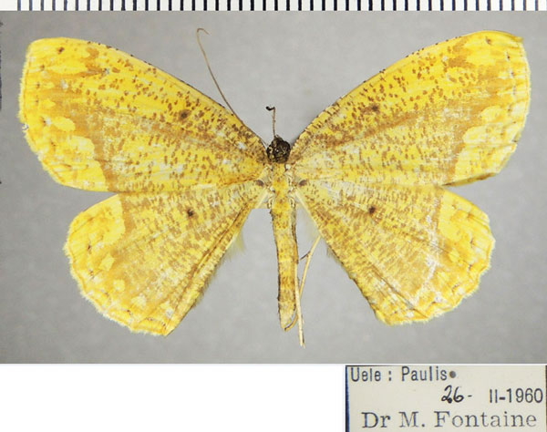 /filer/webapps/moths/media/images/P/perlimbata_Melinoessa_AF_ZSM_01.jpg