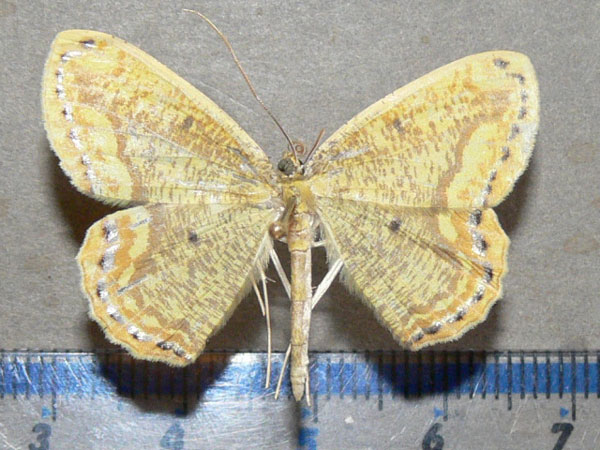 /filer/webapps/moths/media/images/P/perlimbata_Melinoessa_A_Goff_01.jpg