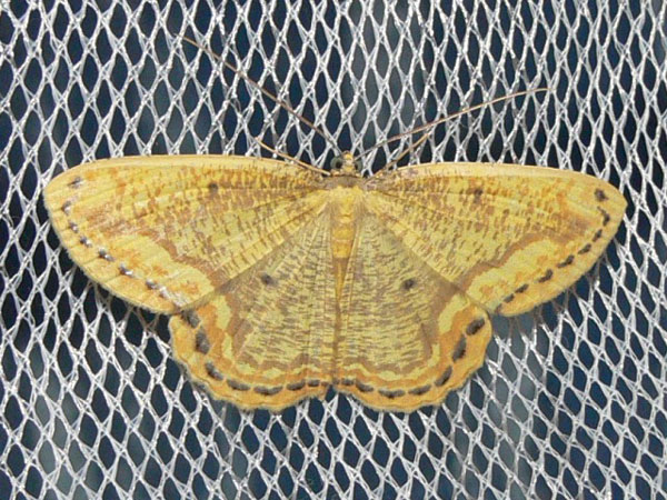/filer/webapps/moths/media/images/P/perlimbata_Melinoessa_A_Goff_02.jpg
