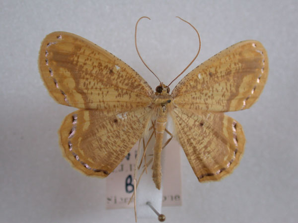 /filer/webapps/moths/media/images/P/perlimbata_Melinoessa_A_Revell.jpg
