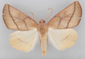 /filer/webapps/moths/media/images/P/perlineata_Terpnostola_HT_TMSA.jpg