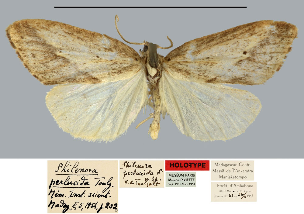 /filer/webapps/moths/media/images/P/perlucida_Philenora_HT_MNHN.jpg
