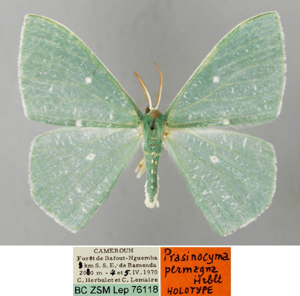 /filer/webapps/moths/media/images/P/permagna_Prasinocyma_HT_ZSM_01.jpg