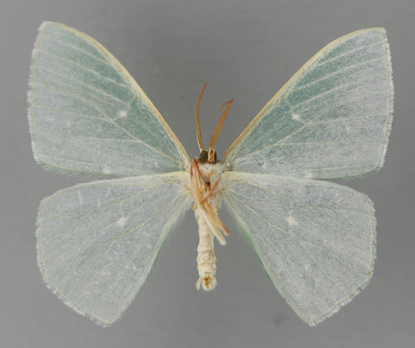 /filer/webapps/moths/media/images/P/permagna_Prasinocyma_HT_ZSM_02.jpg