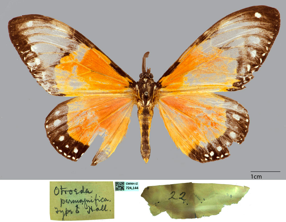 /filer/webapps/moths/media/images/P/permagnifica_Otroeda_HT_CMNH.jpg