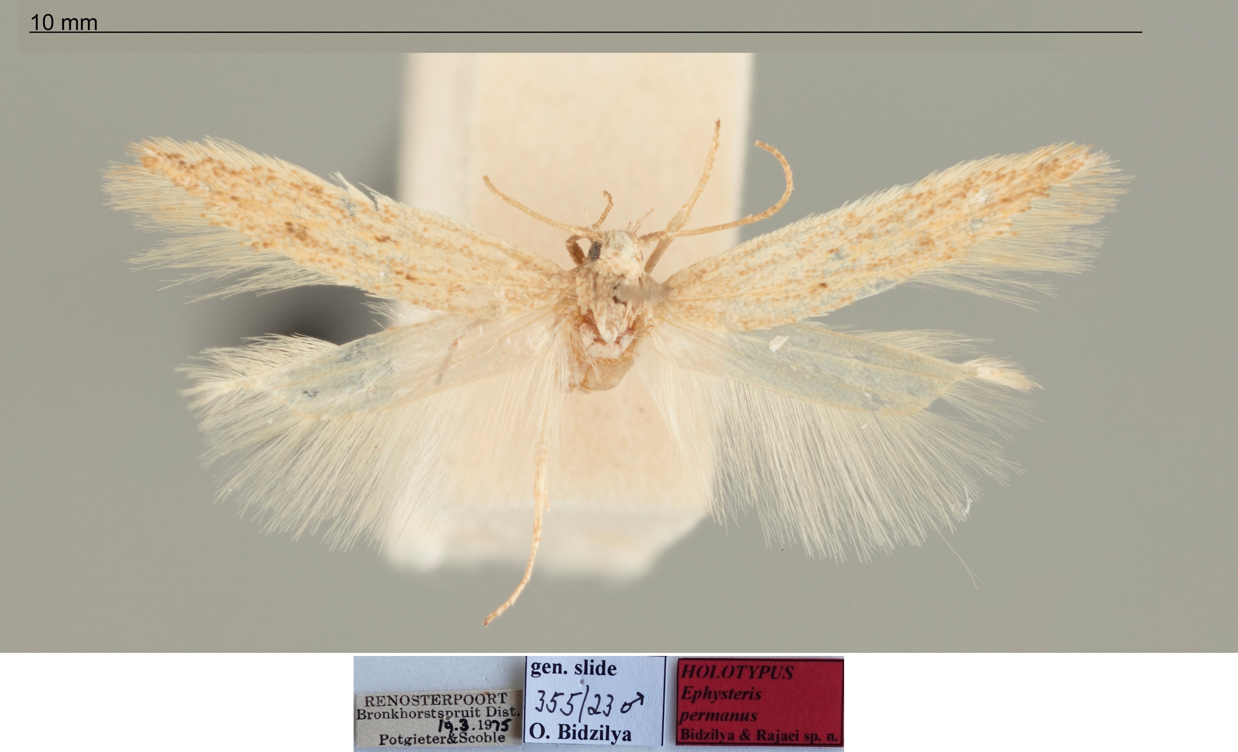 /filer/webapps/moths/media/images/P/permanus_Ephysteris_MHT_TMSA.jpg