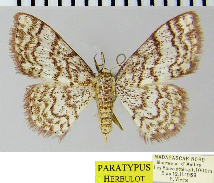 /filer/webapps/moths/media/images/P/permutans_Scopula_AF_ZSM.jpg