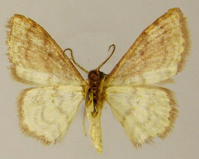 /filer/webapps/moths/media/images/P/permutans_Scopula_AM_ZSMb.jpg