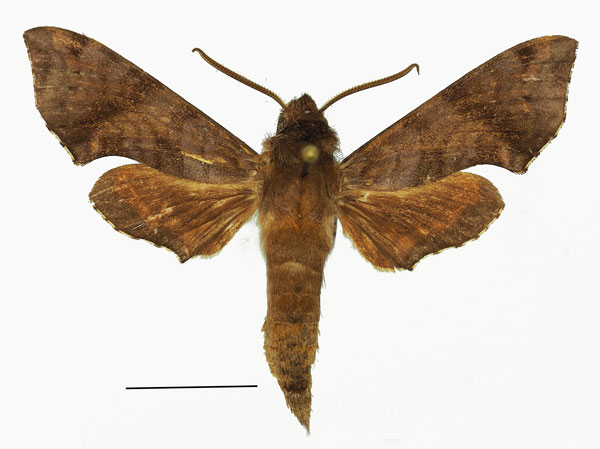 /filer/webapps/moths/media/images/P/pernix_Temnora_AM_Basquin.jpg