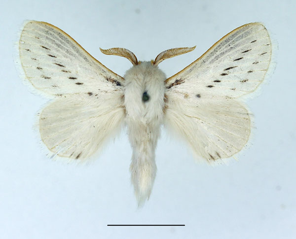 /filer/webapps/moths/media/images/P/perobliqua_Beralade_AM_Basquin.jpg