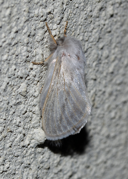 /filer/webapps/moths/media/images/P/perobliqua_Beralade_A_Roland_01.jpg