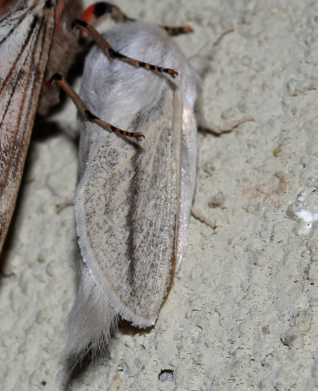 /filer/webapps/moths/media/images/P/perobliqua_Beralade_A_Roland_02.jpg