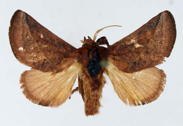 /filer/webapps/moths/media/images/P/perobliqua_Brachypecta_AM_TMSA_02.jpg