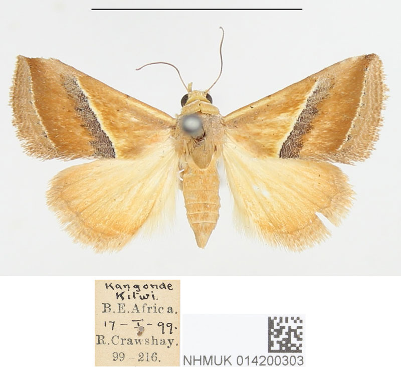 /filer/webapps/moths/media/images/P/perobliqua_Eublemma_PTF_BMNH.jpg
