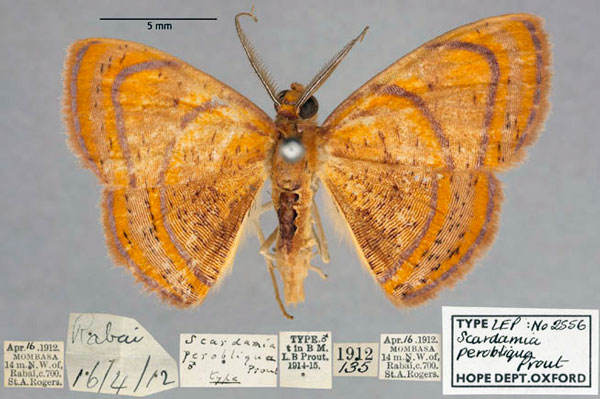 /filer/webapps/moths/media/images/P/perobliqua_Scardamia_HT_OUMNH_01.jpg