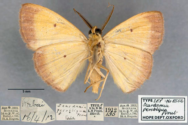 /filer/webapps/moths/media/images/P/perobliqua_Scardamia_HT_OUMNH_02.jpg