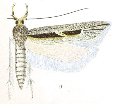 /filer/webapps/moths/media/images/P/peronectis_Gelechia_HT_Meyrick_4-9.jpg