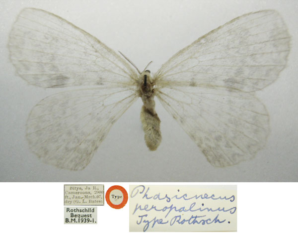 /filer/webapps/moths/media/images/P/peropalinus_Phasicnencus_HT_NHMUKa.jpg