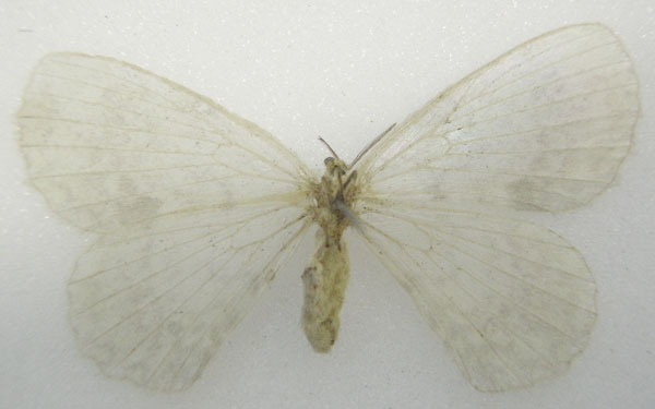 /filer/webapps/moths/media/images/P/peropalinus_Phasicnencus_HT_NHMUKb.jpg