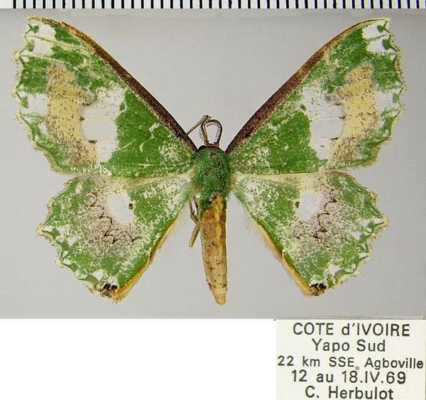 /filer/webapps/moths/media/images/P/perornata_Victoria_AM_ZSM.jpg