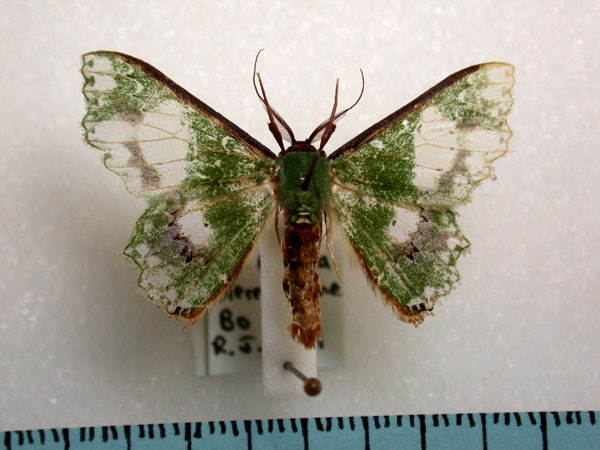 /filer/webapps/moths/media/images/P/perornata_Victoria_A_Revell.jpg