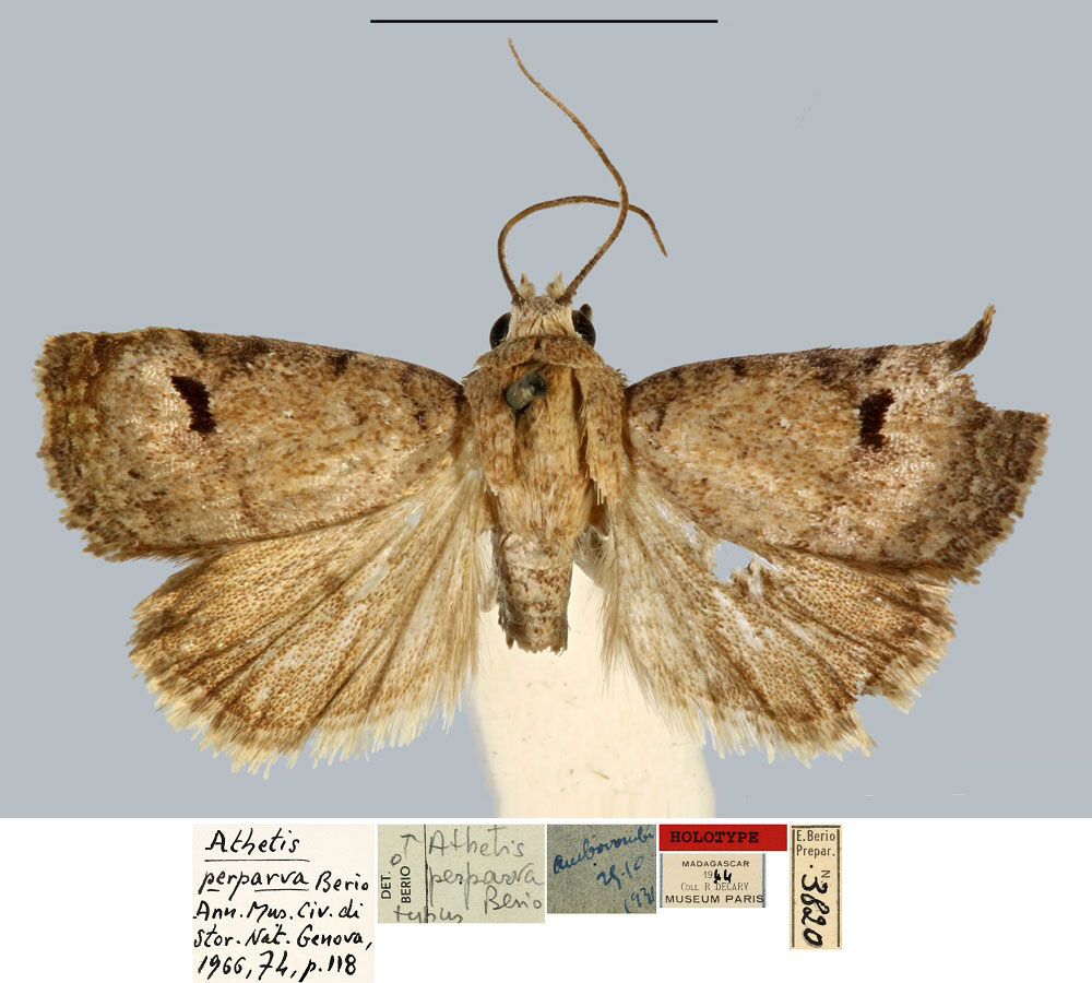 /filer/webapps/moths/media/images/P/perparva_Athetis_HT_MNHN.jpg