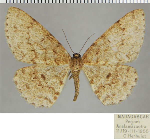 /filer/webapps/moths/media/images/P/perpectinata_Colocleora_AF_ZSM.jpg