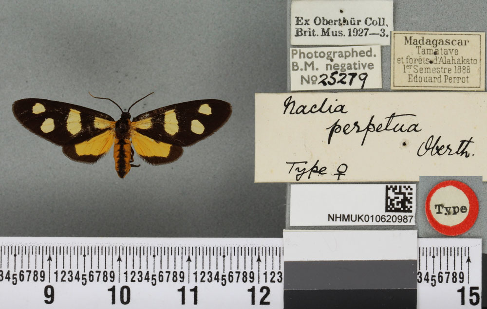 /filer/webapps/moths/media/images/P/perpetua_Thyrosticta_HT_BMNHa.jpg