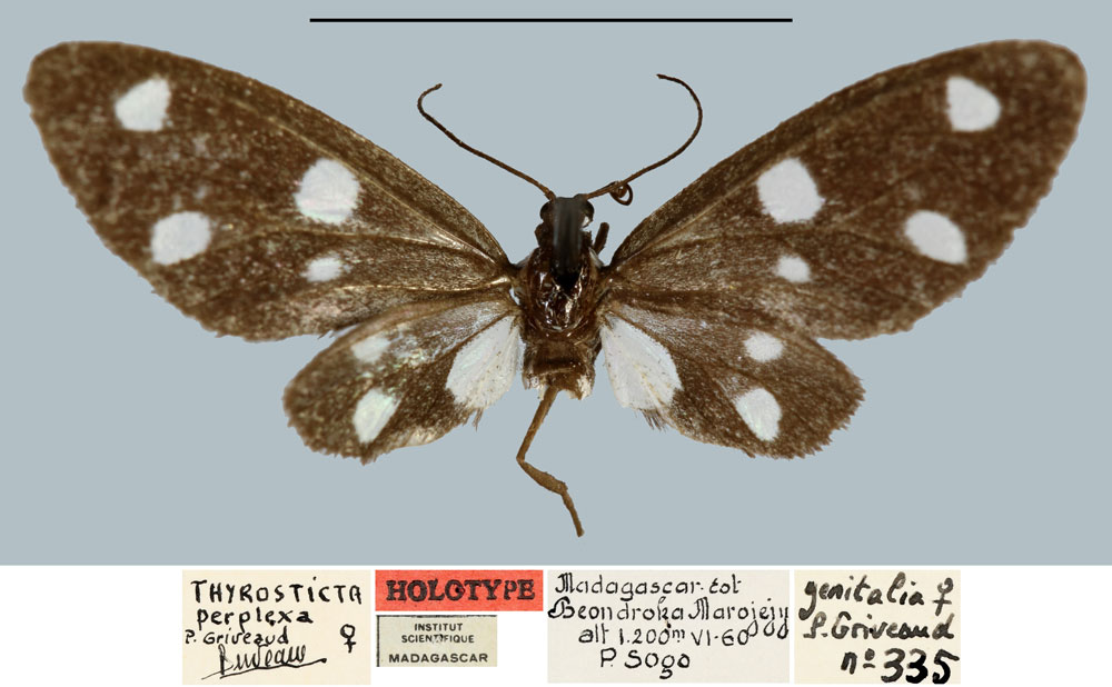 /filer/webapps/moths/media/images/P/perplexa_Melanonaclia_HT_MNHNa.jpg