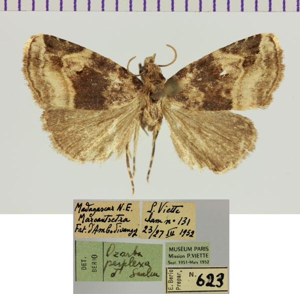 /filer/webapps/moths/media/images/P/perplexa_Metachrostis_AM_MNHN.jpg