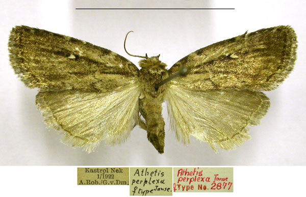 /filer/webapps/moths/media/images/P/perplexa_Proxenus_AT_TMSA.jpg