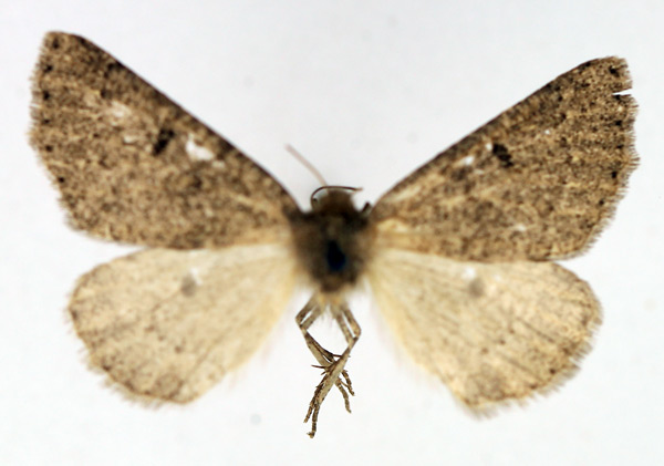 /filer/webapps/moths/media/images/P/perplexata_Aethiopodes_AF_TMSA.jpg