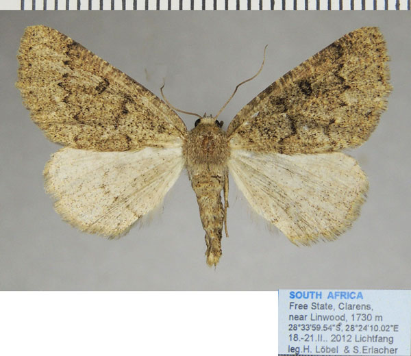 /filer/webapps/moths/media/images/P/perplexata_Aethiopodes_AF_ZSM.jpg