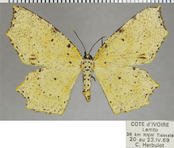 /filer/webapps/moths/media/images/P/perplexata_Narthecusa_AF_ZSM.jpg