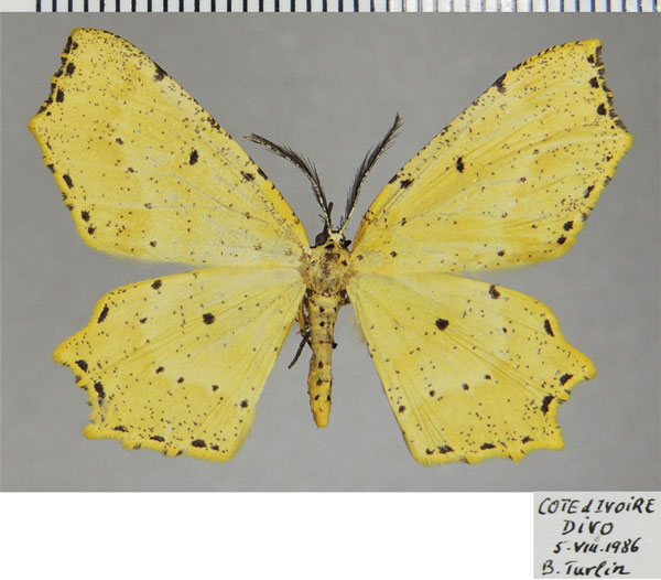 /filer/webapps/moths/media/images/P/perplexata_Narthecusa_AM_ZSMa.jpg