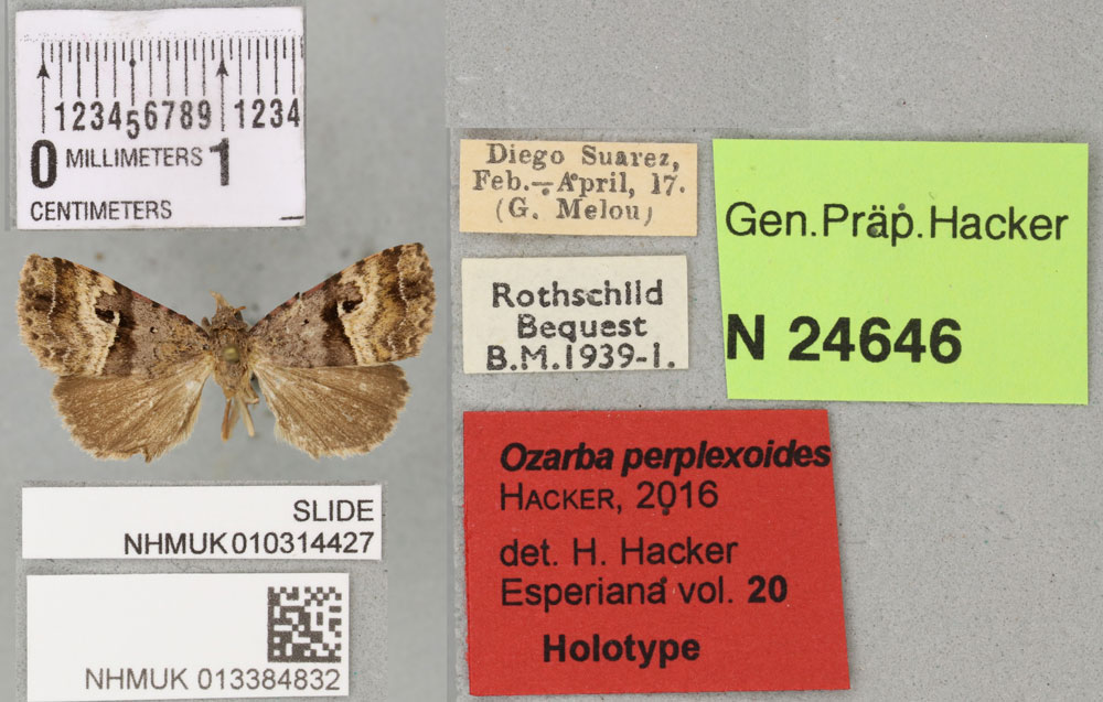 /filer/webapps/moths/media/images/P/perplexoides_Ozarba_HT_BMNHa.jpg