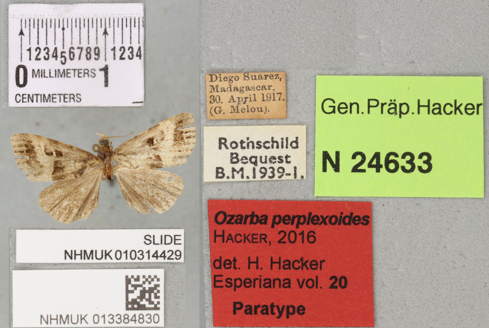 /filer/webapps/moths/media/images/P/perplexoides_Ozarba_PTM_BMNH_02a.jpg