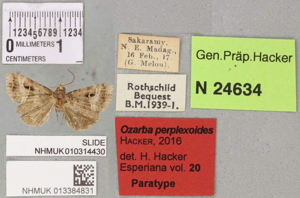 /filer/webapps/moths/media/images/P/perplexoides_Ozarba_PTM_BMNH_03a.jpg