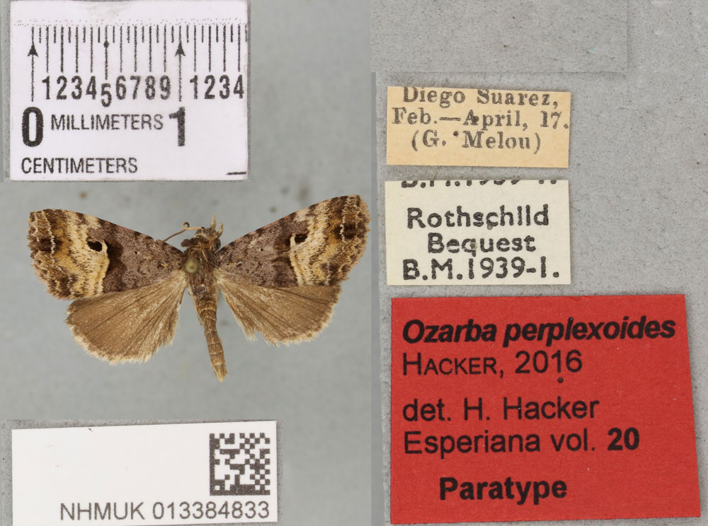 /filer/webapps/moths/media/images/P/perplexoides_Ozarba_PTM_BMNH_04a.jpg