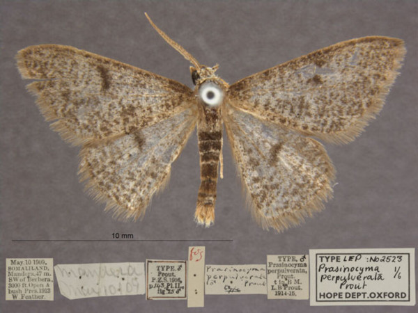/filer/webapps/moths/media/images/P/perpulverata_Prasinocyma_HTM_OUMNHa_01.jpg