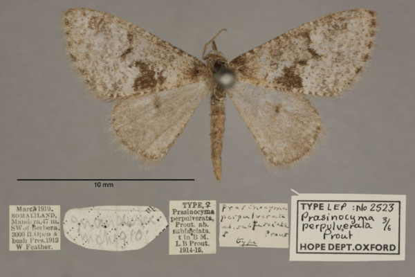 /filer/webapps/moths/media/images/P/perpulverata_Prasinocyma_PTF_OUMNHa_04.jpg