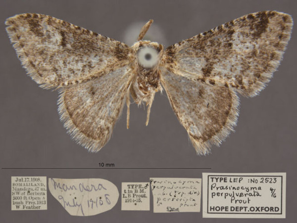 /filer/webapps/moths/media/images/P/perpulverata_Prasinocyma_PT_OUMNHa_03.jpg