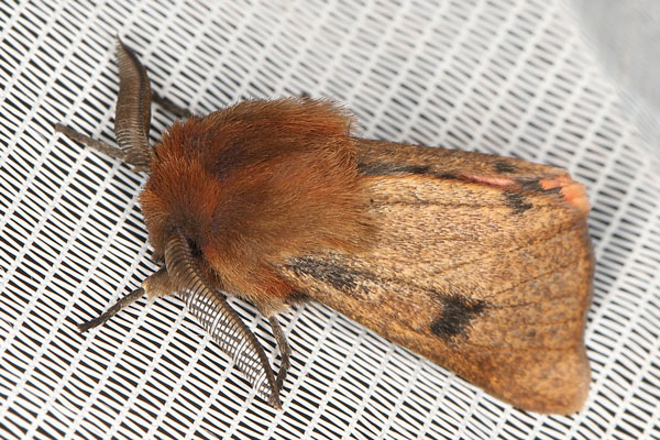 /filer/webapps/moths/media/images/P/perpunctata_Pseudophragmatobia_AM_Heynsb.jpg