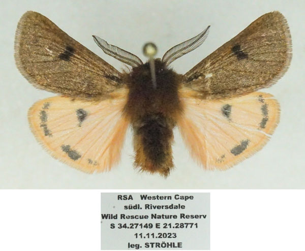 /filer/webapps/moths/media/images/P/perpunctata_Pseudophragmatobia_AM_Stroehle_01.jpg