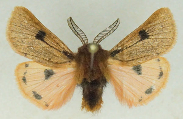 /filer/webapps/moths/media/images/P/perpunctata_Pseudophragmatobia_AM_Stroehle_02.jpg